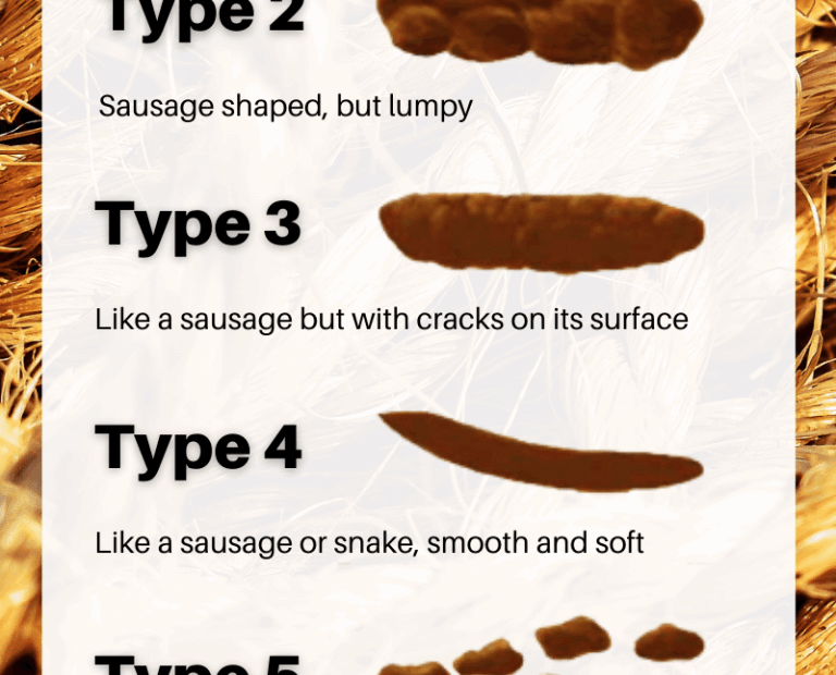 Bristol Stool Chart PDF Free Download The Geriatric Dietitian