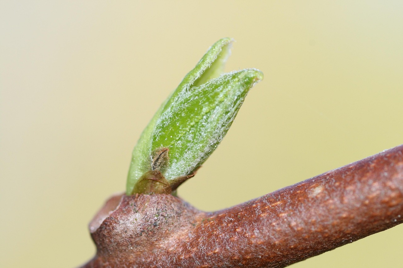 Bud Green Life Free Photo On Pixabay Pixabay