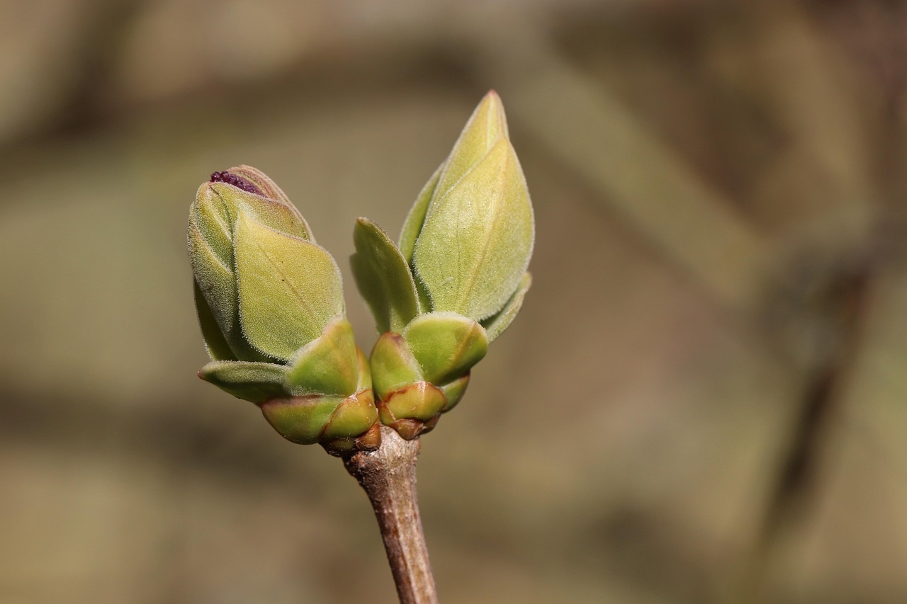 Bud Plant Branch Free Photo On Pixabay Pixabay