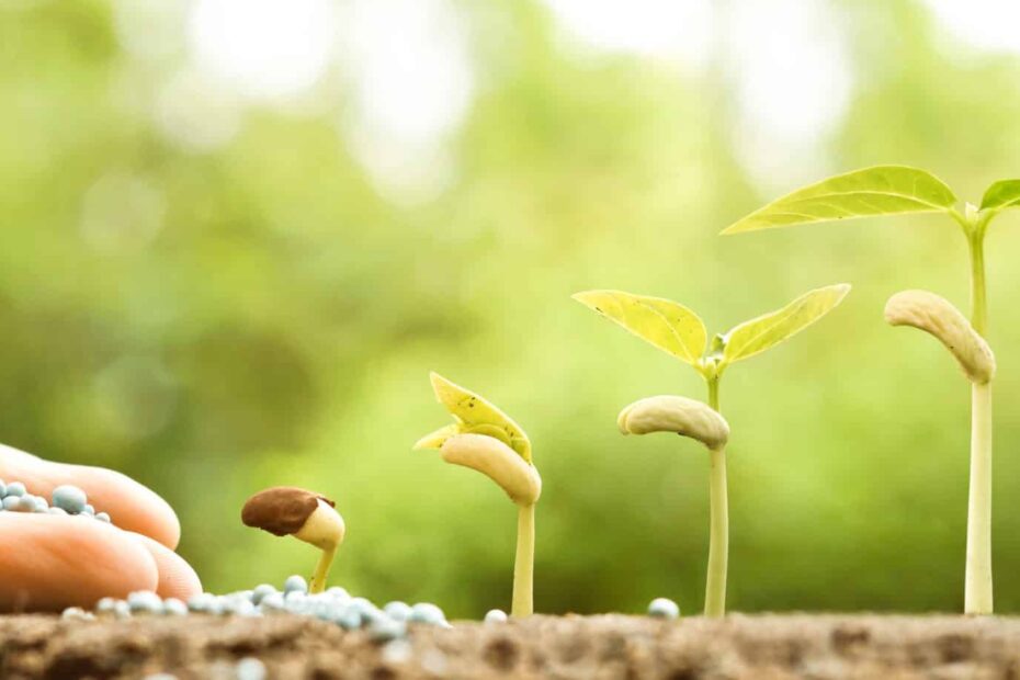Budding In Plants