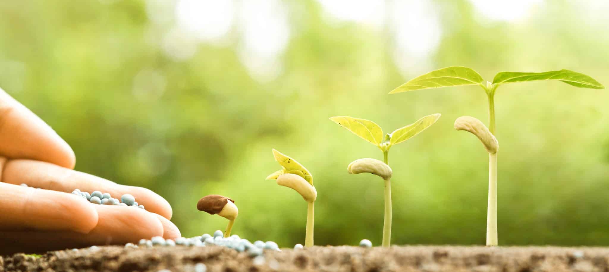 Budding In Plants