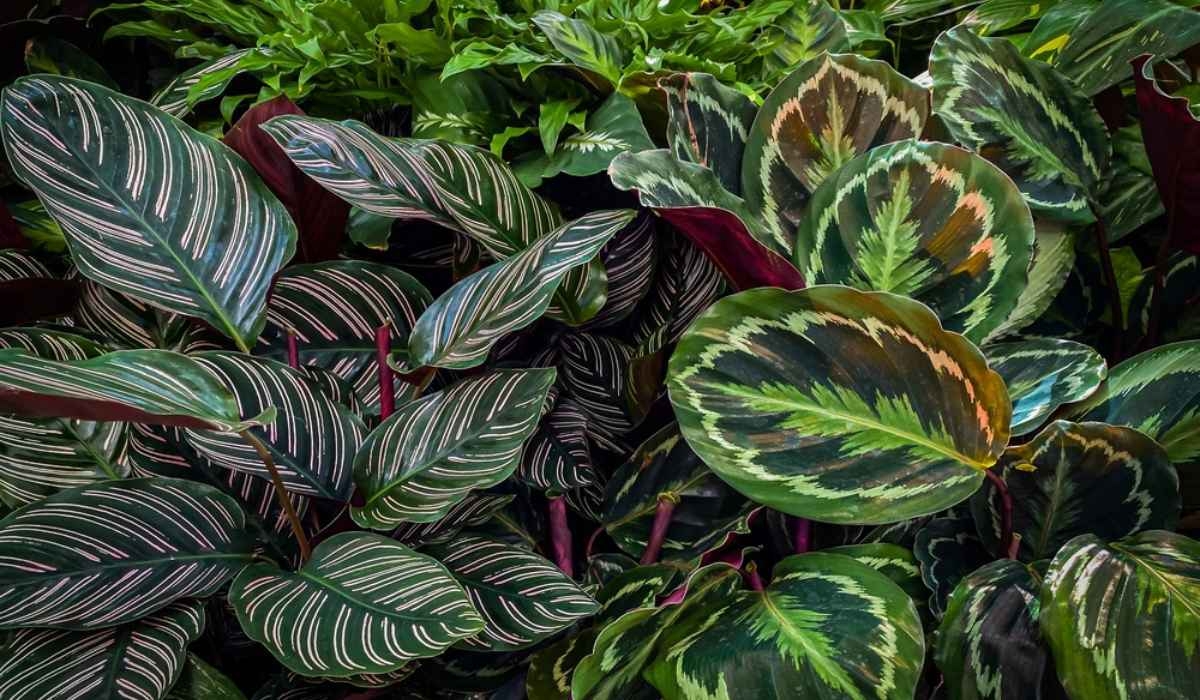 Calathea Plant Facts Species How To Grow And Care Tips