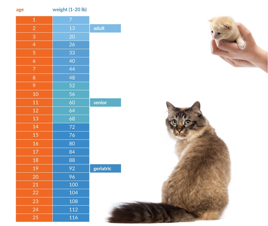 Cat Age Calculator How Old Is My Cat In Human Years