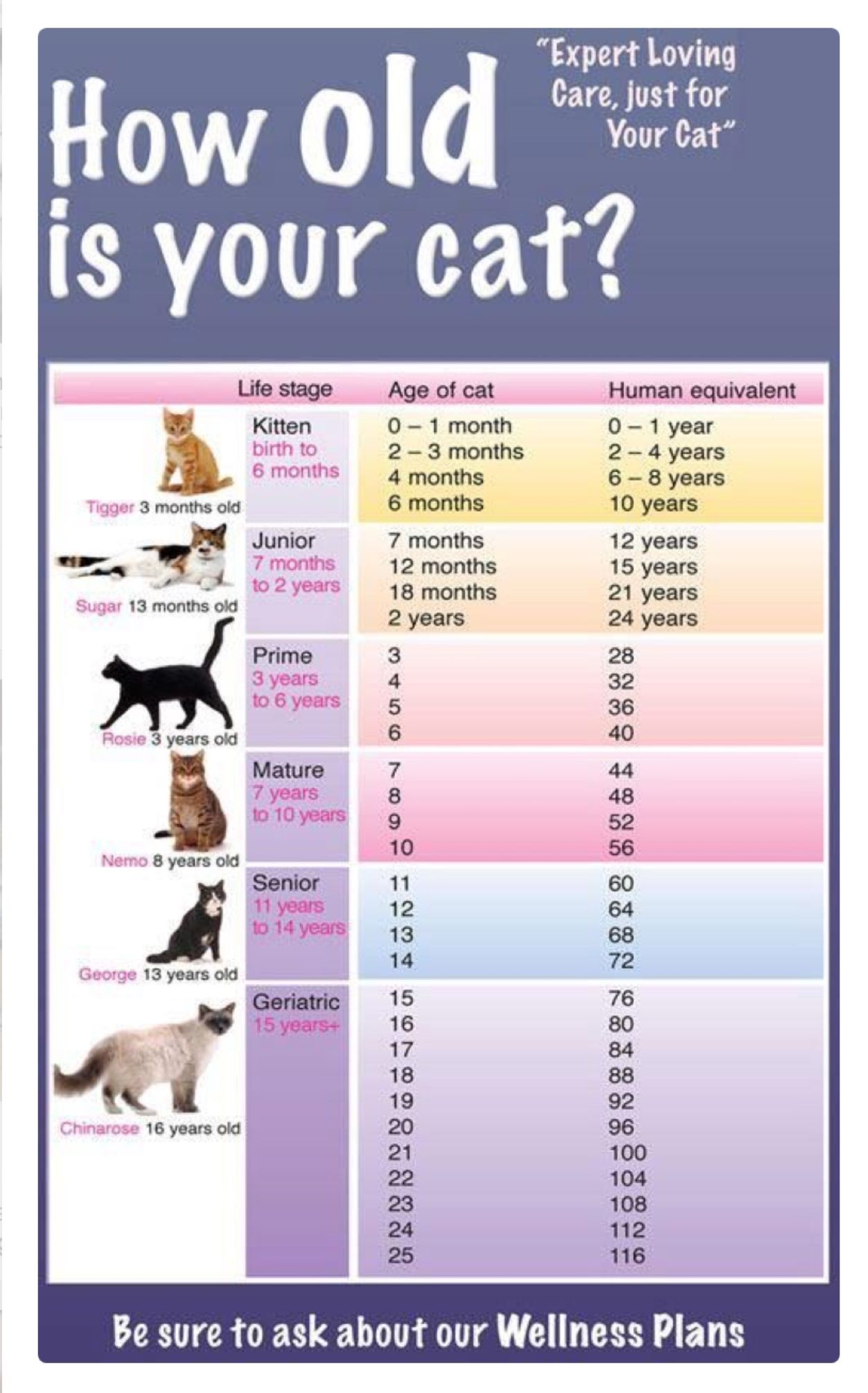 Cat Age Size Chart How Do Cats Talk To Each Other