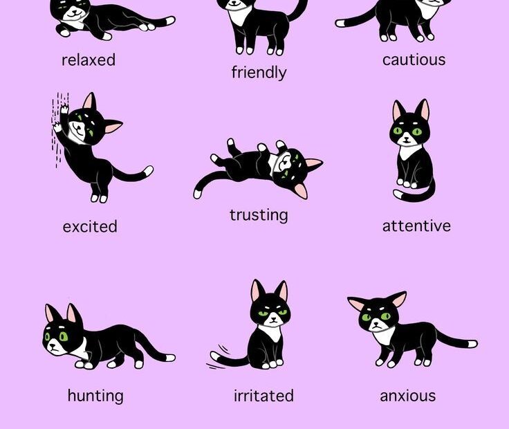 Cat Body Language Chart Quick Chart Maker