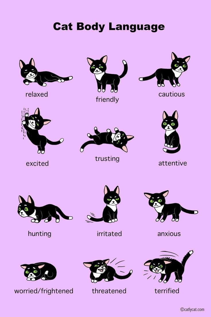 Cat Body Language Chart Quick Chart Maker