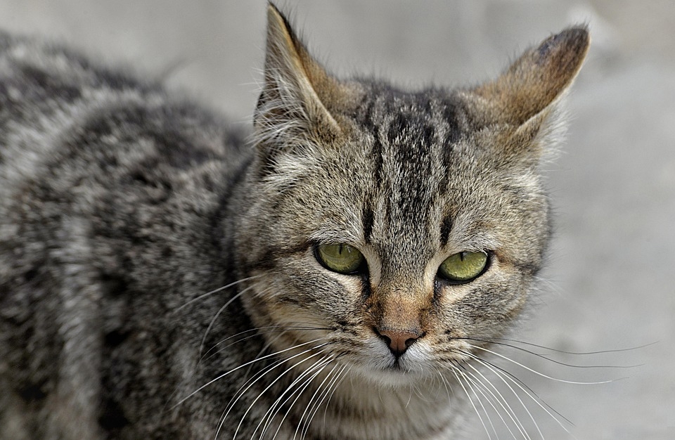 Cat Feline Animal Free Photo On Pixabay
