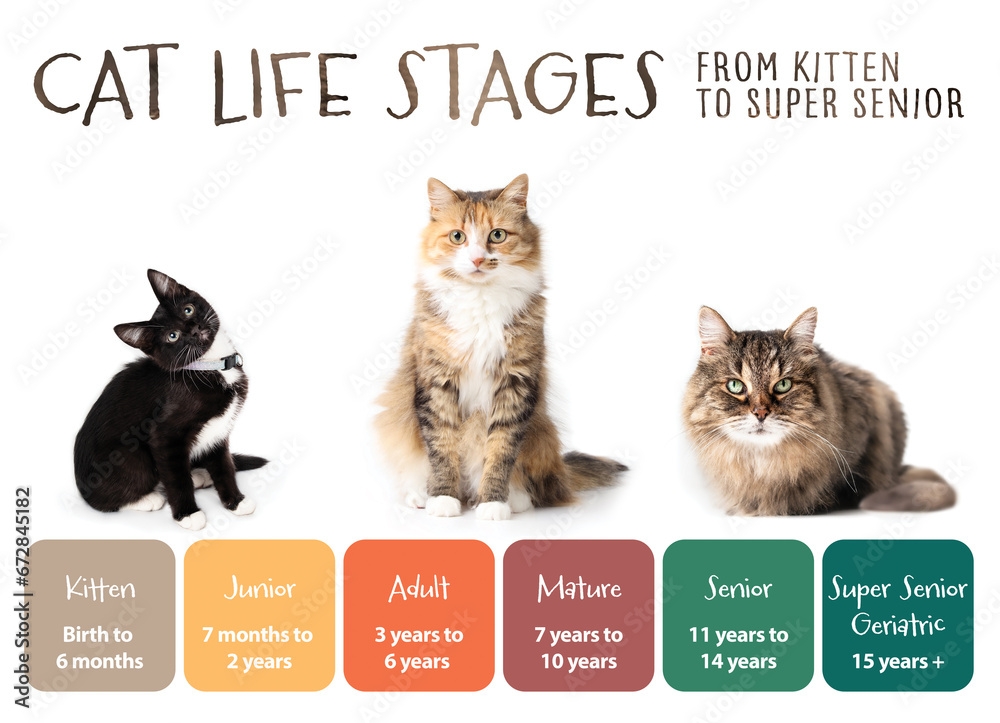 Cat Life Stages Infographic Or Visualization Cat Development Chart 