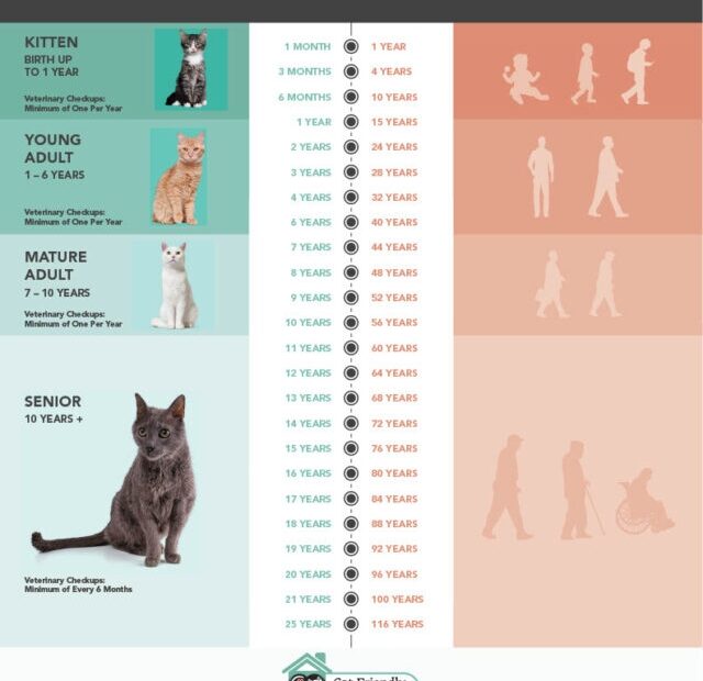 Cat Life Stages What To Expect As Your Kitty Enters Each Phase