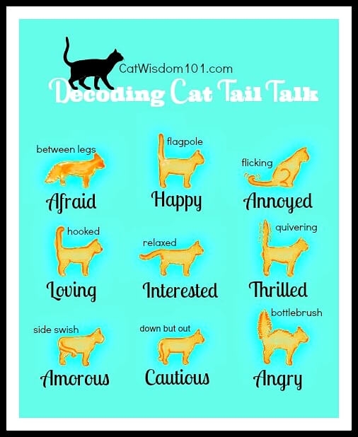 cat tail language chart cat tail language chart