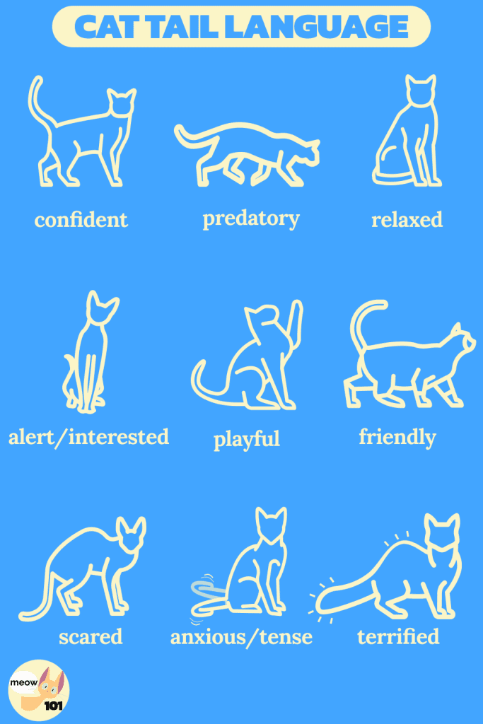 Cat Tail Language 101 What Your Cat Is Trying To Tell You Chart 