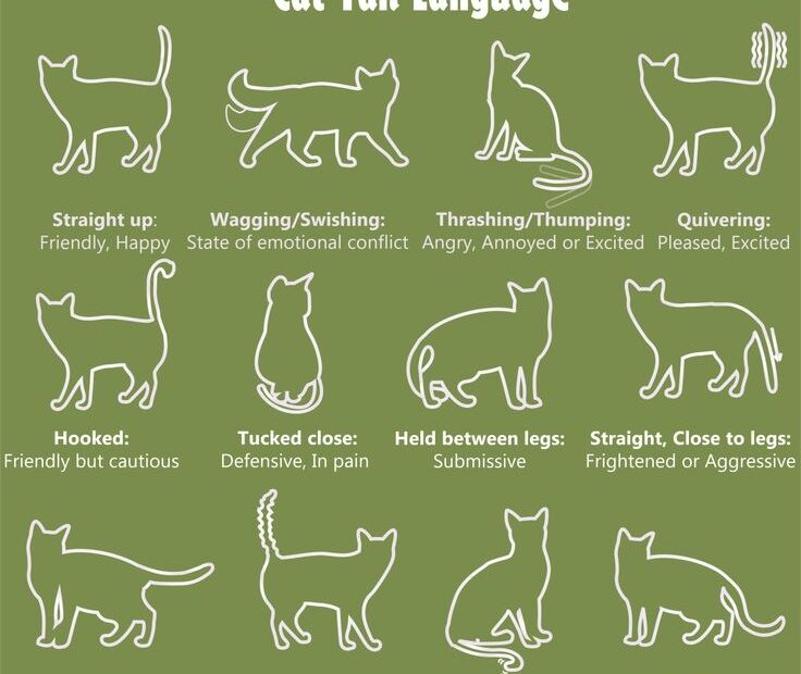 Cat Tail Language Chart With Different Types Of Cats And Their Names In