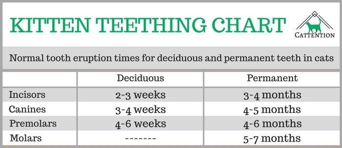 Cat Teeth Age Chart Keski