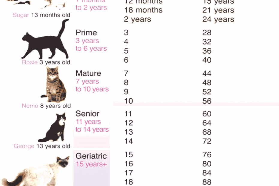 Cat Years Cat Life Expectancy Chart