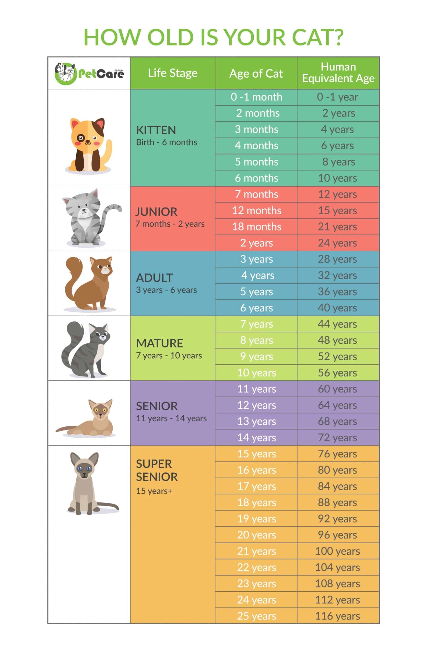 Cat Years To Human Years Calculator Chart Its NOT 1 To 15