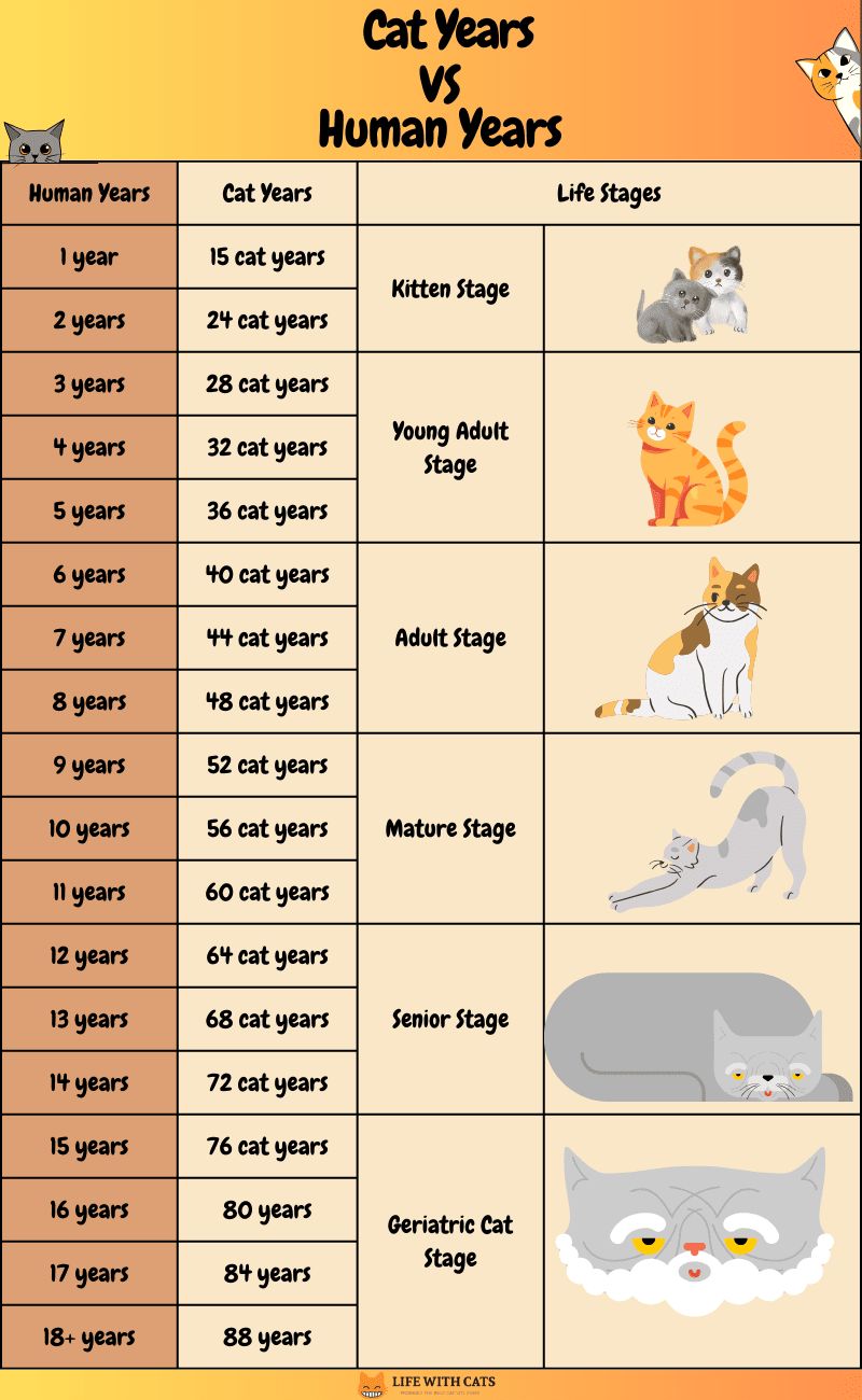 Cat Years To Human Years Conversion Age Chart And Calculator