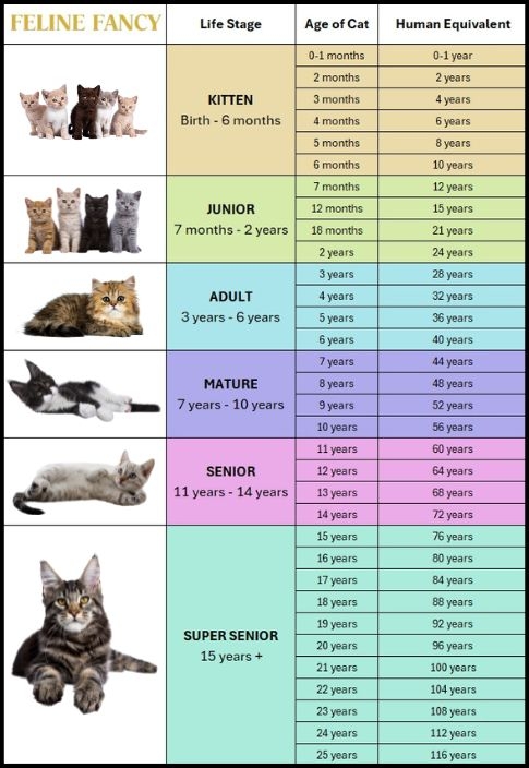 cat age chart cat age chart