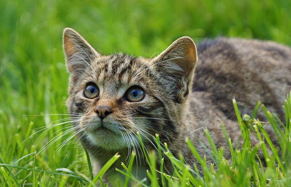 Cats Key Facts Information Pictures