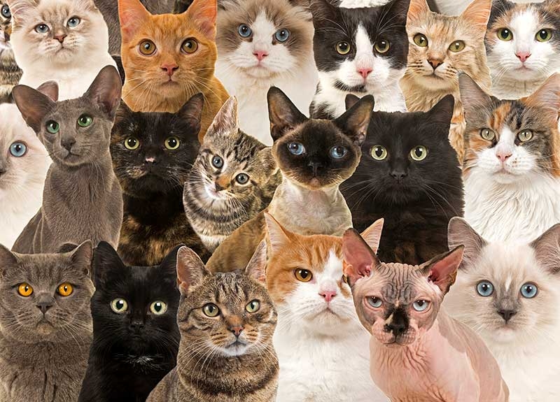 cats age chart