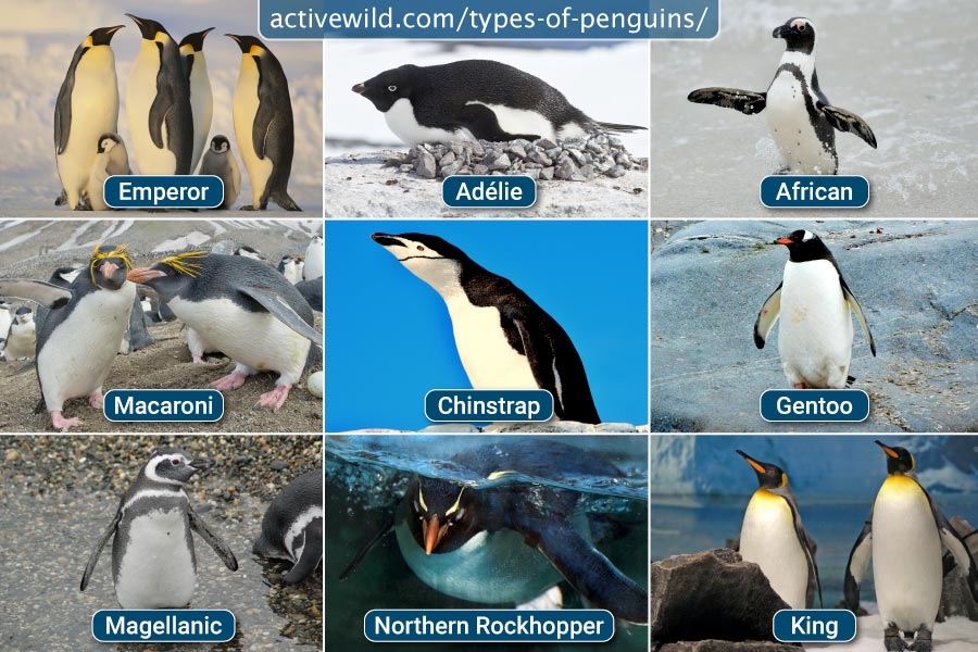 Chart Types Of Penguins The Eight Great Penguin Species Of Antarctica