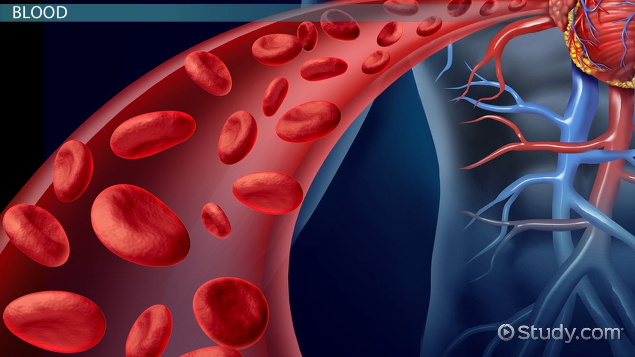 Chemical Makeup Of Human Blood Saubhaya Makeup