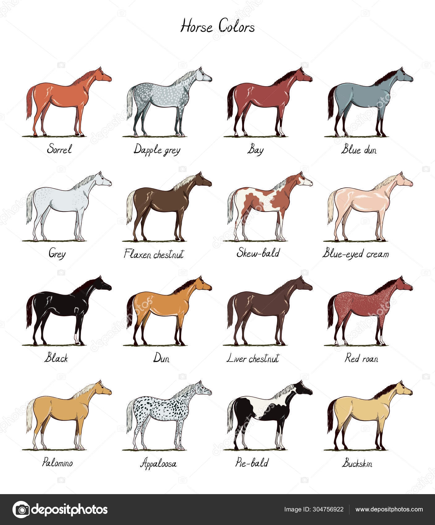 Chestnut Dun Horse