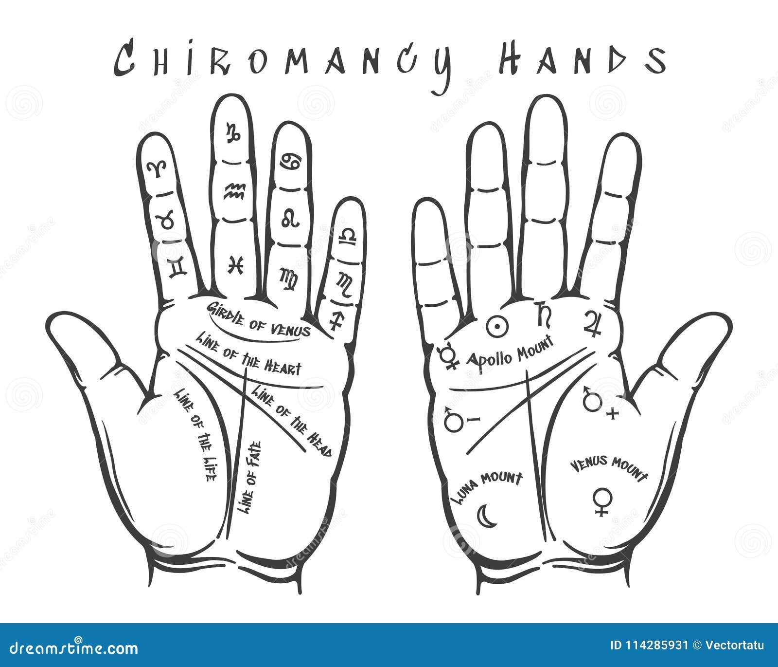 Chiromancy Chart Of The Palms Lines And Ways Vector Line Illustration 