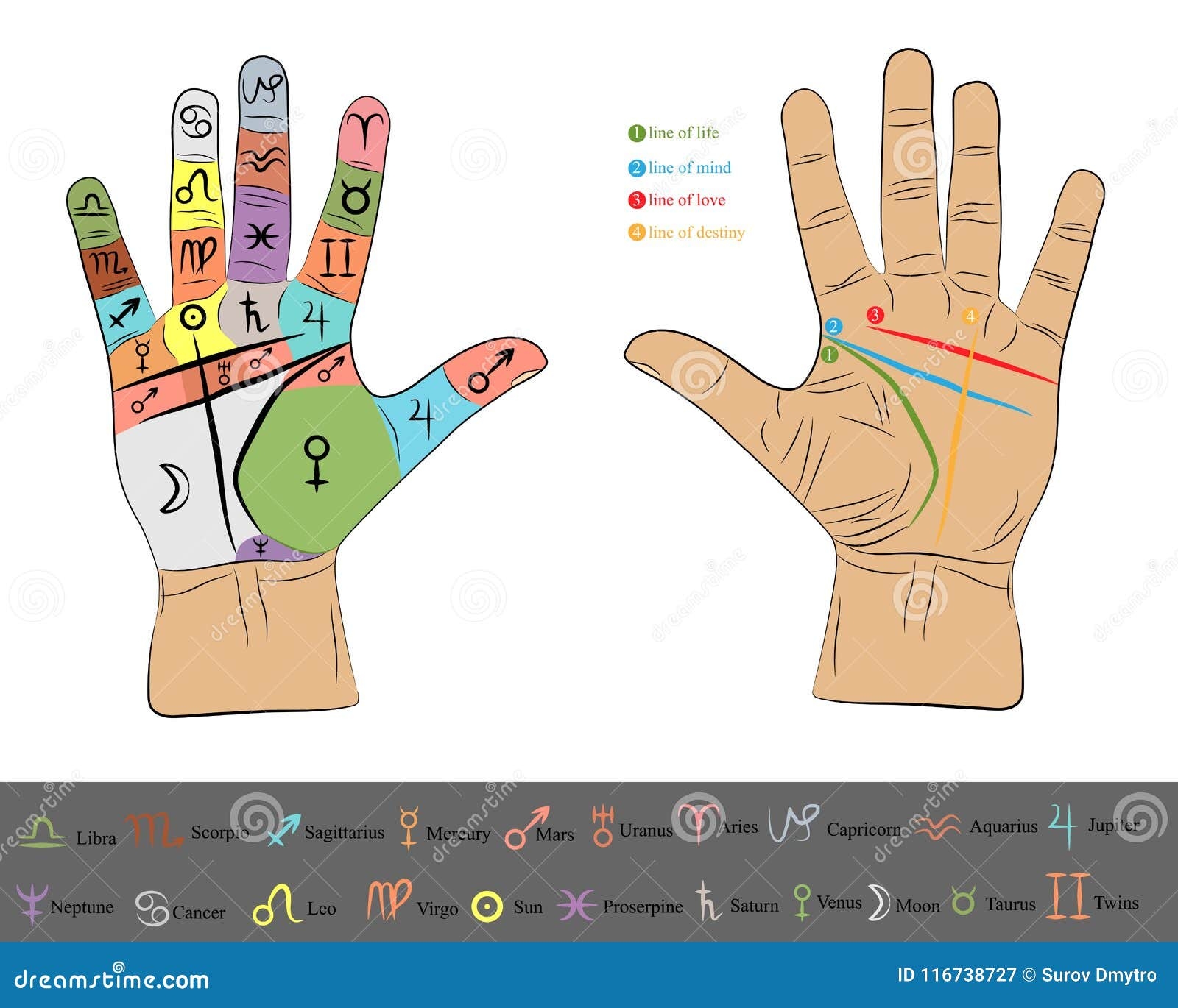 Chiromancy Chart Of The Palms Lines And Ways Vector Line Illustration 