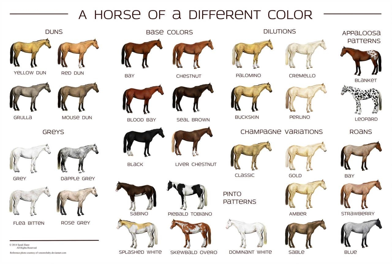 Color Breeding Chart For Horses Educational Chart Resources