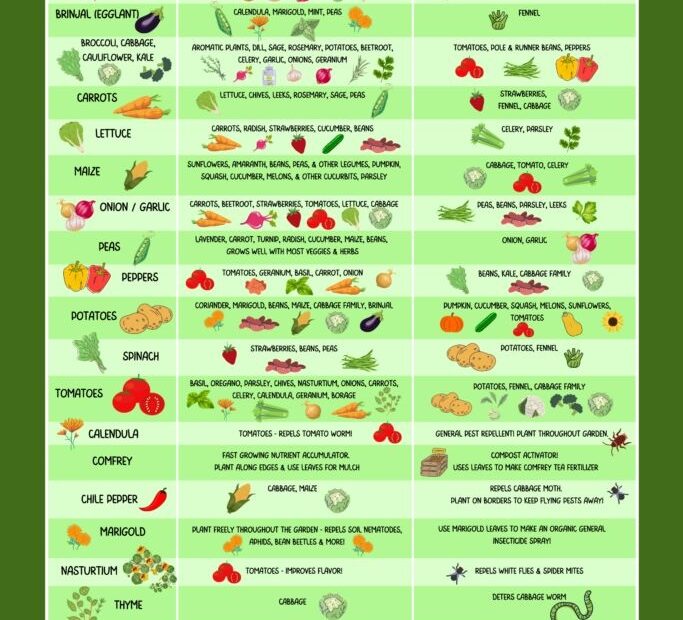 Companion Planting And Plant Spacing Chart