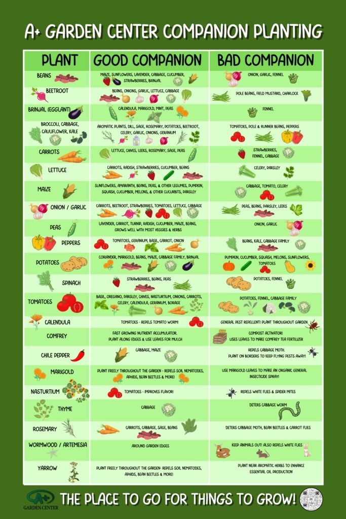 Companion Planting And Plant Spacing Chart