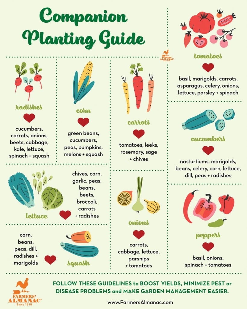 Companion Planting Guide Farmers 39 Almanac