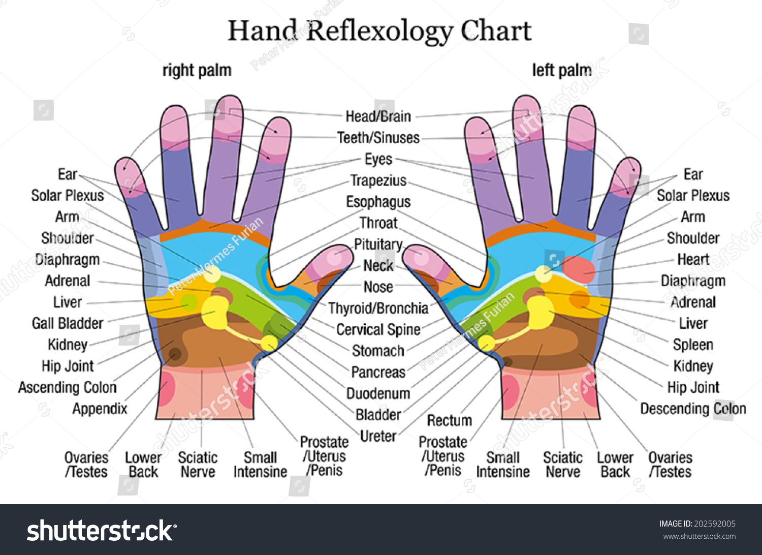 Complete Hand Chart Of Reflexology Simple Guide