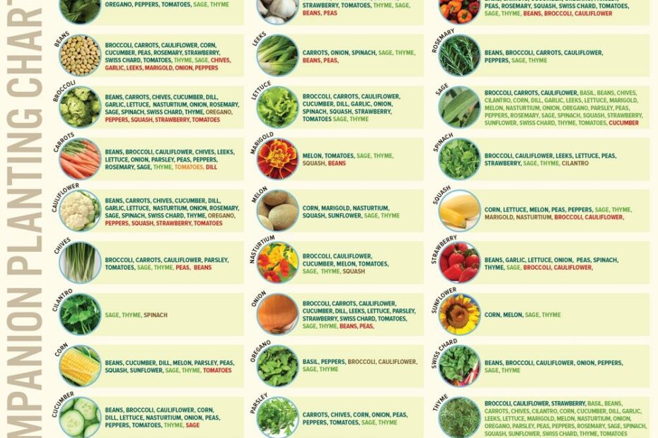 Cucumber Companion Plants Chart At Genevieve Rosetta Blog