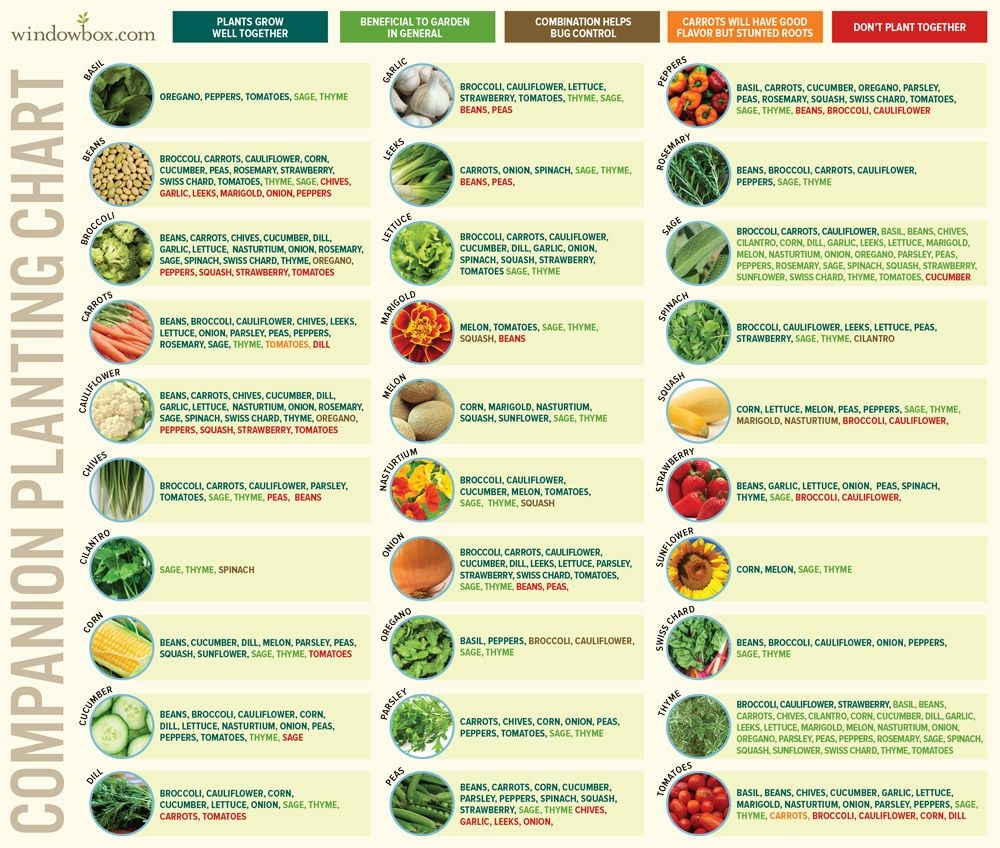 Cucumber Companion Plants Chart At Genevieve Rosetta Blog