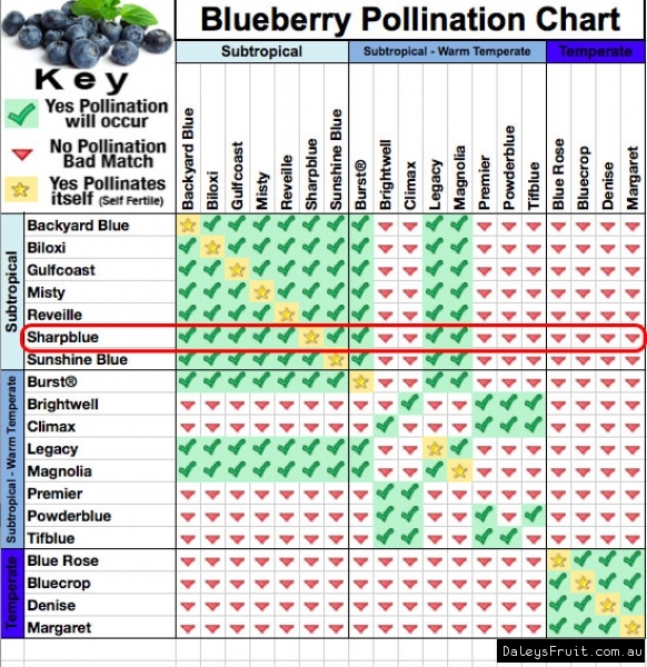 blueberry variety chart blueberry variety chart