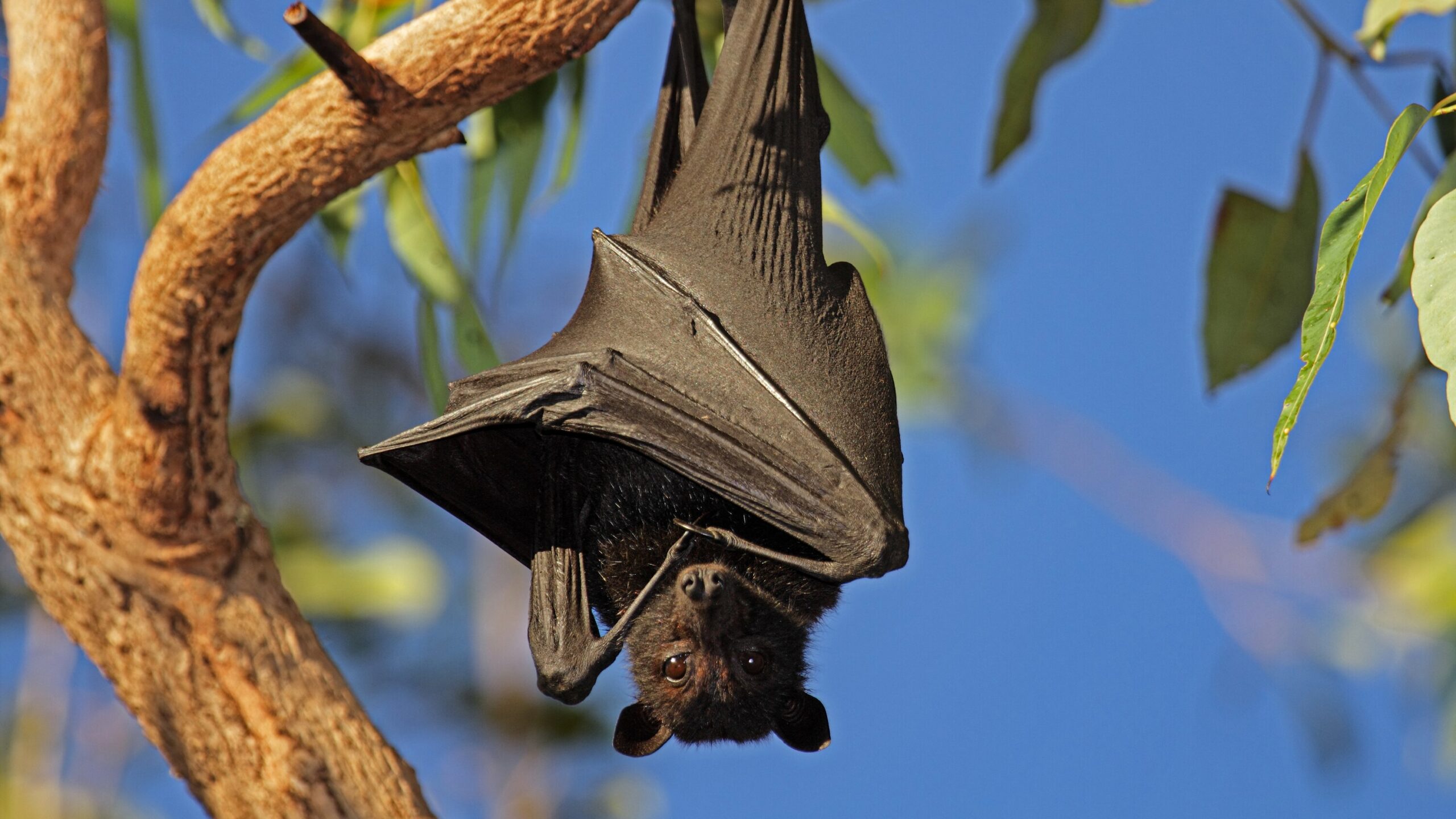 Deforestation Brings Bat Borne Virus Home To Roost The New York Times