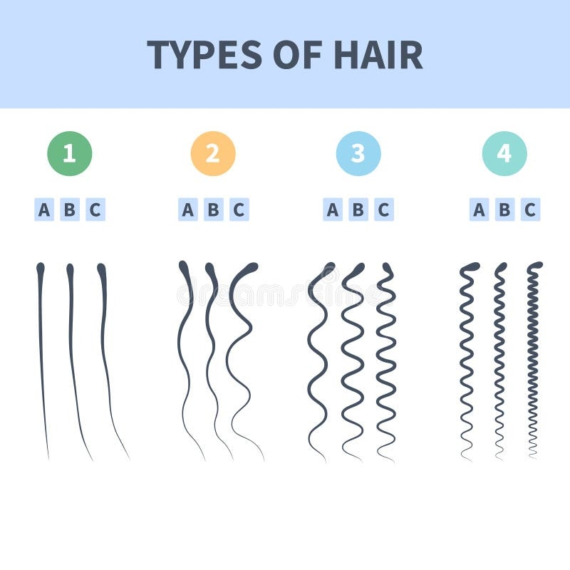 Detailed Hair Types Chart Set Of Strands Growth Patterns Stock Vector Detailed Hair Types Chart Set Of Strands Growth Patterns Stock Vector