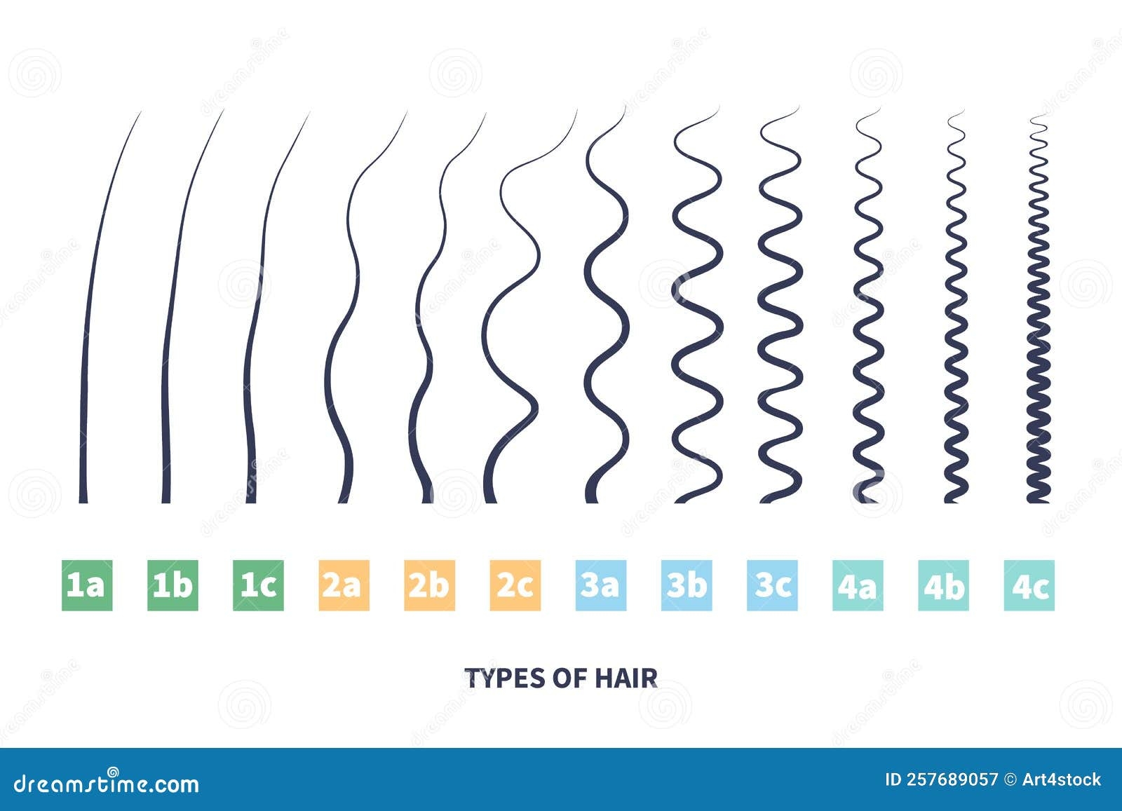 Detailed Hair Types Chart Set Of Strands Growth Patterns Stock Vector 