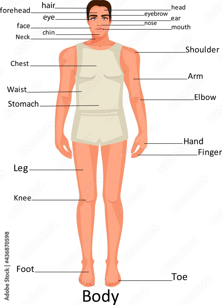 body mass index bmi chart for adults body mass index bmi chart for adults