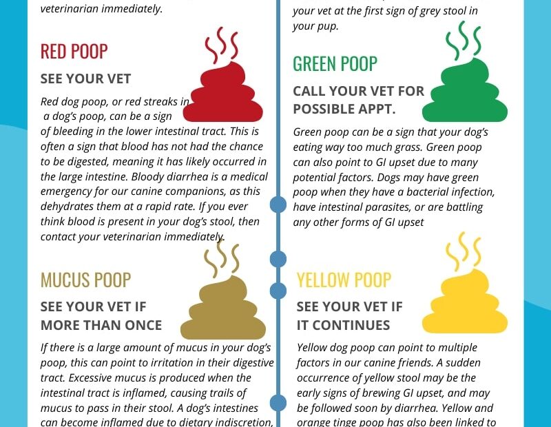 Dog Poop Color Chart Find Out What Each Color Means