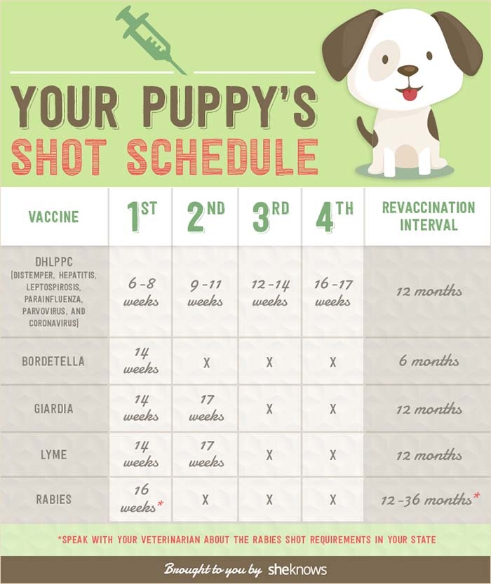 Dog Shot Schedule Chart Printable