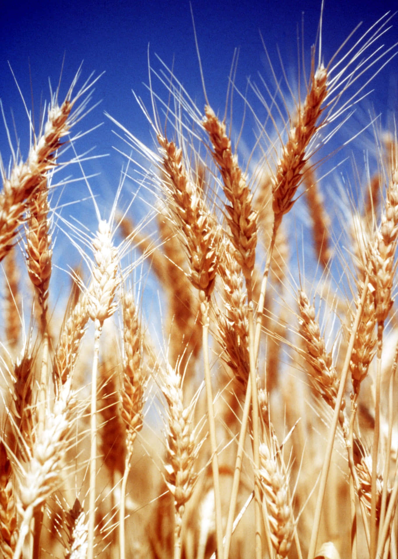 Download A Field Of Wheat Wallpapers