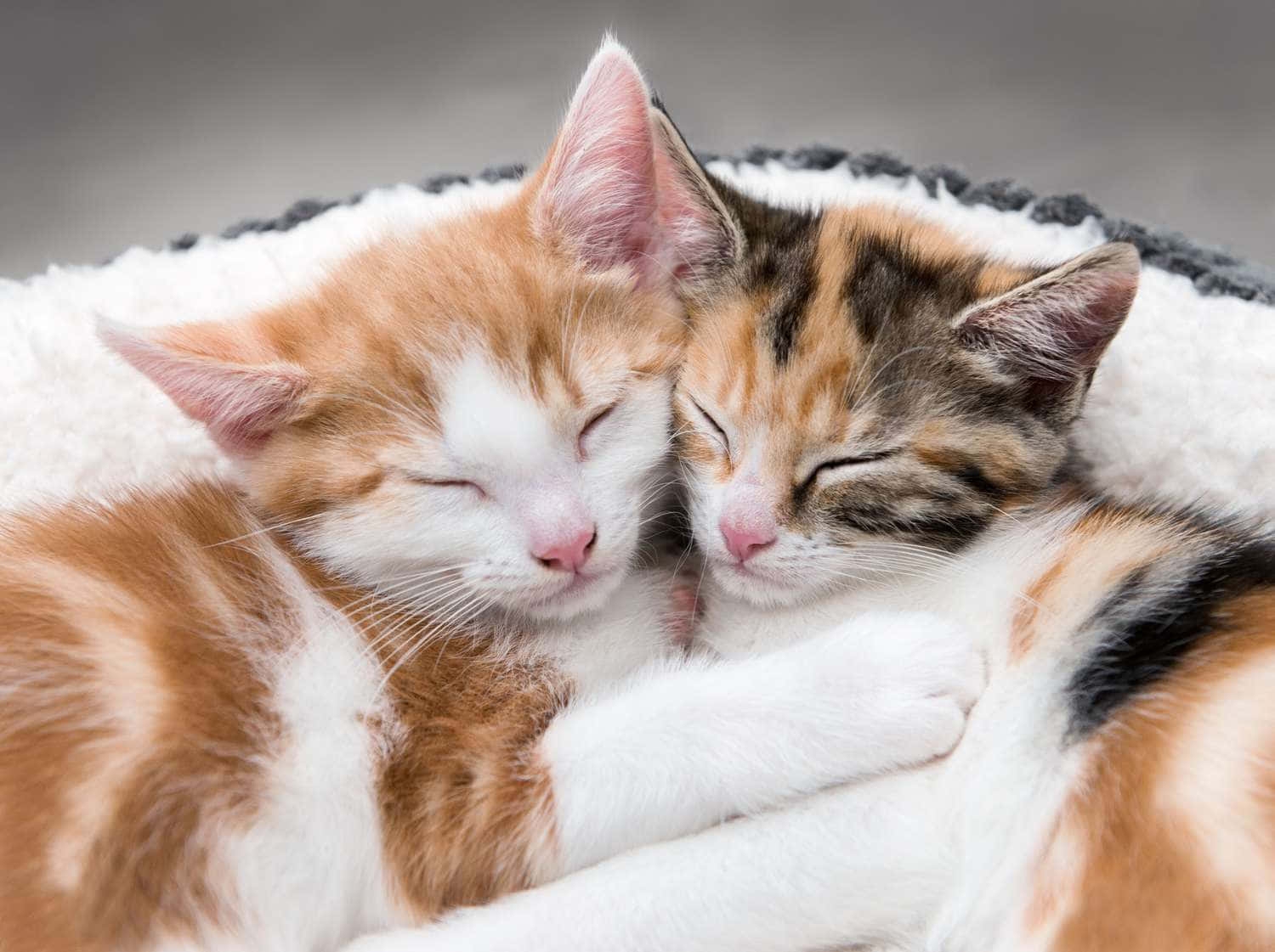 Download Cuddling Cute Cats Pictures Wallpapers