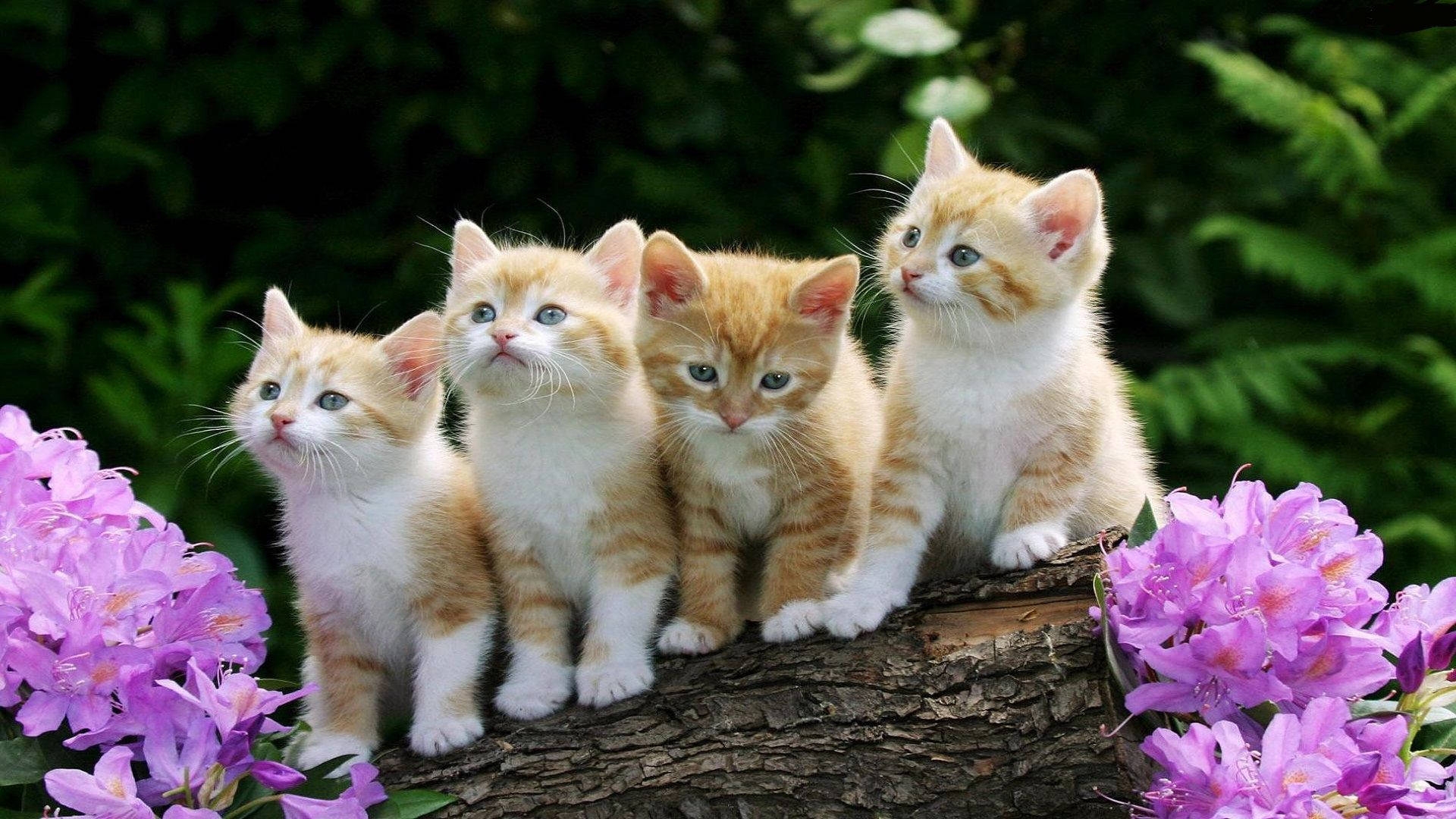 Download Four Beautiful Cats In Tree Wallpaper Wallpapers