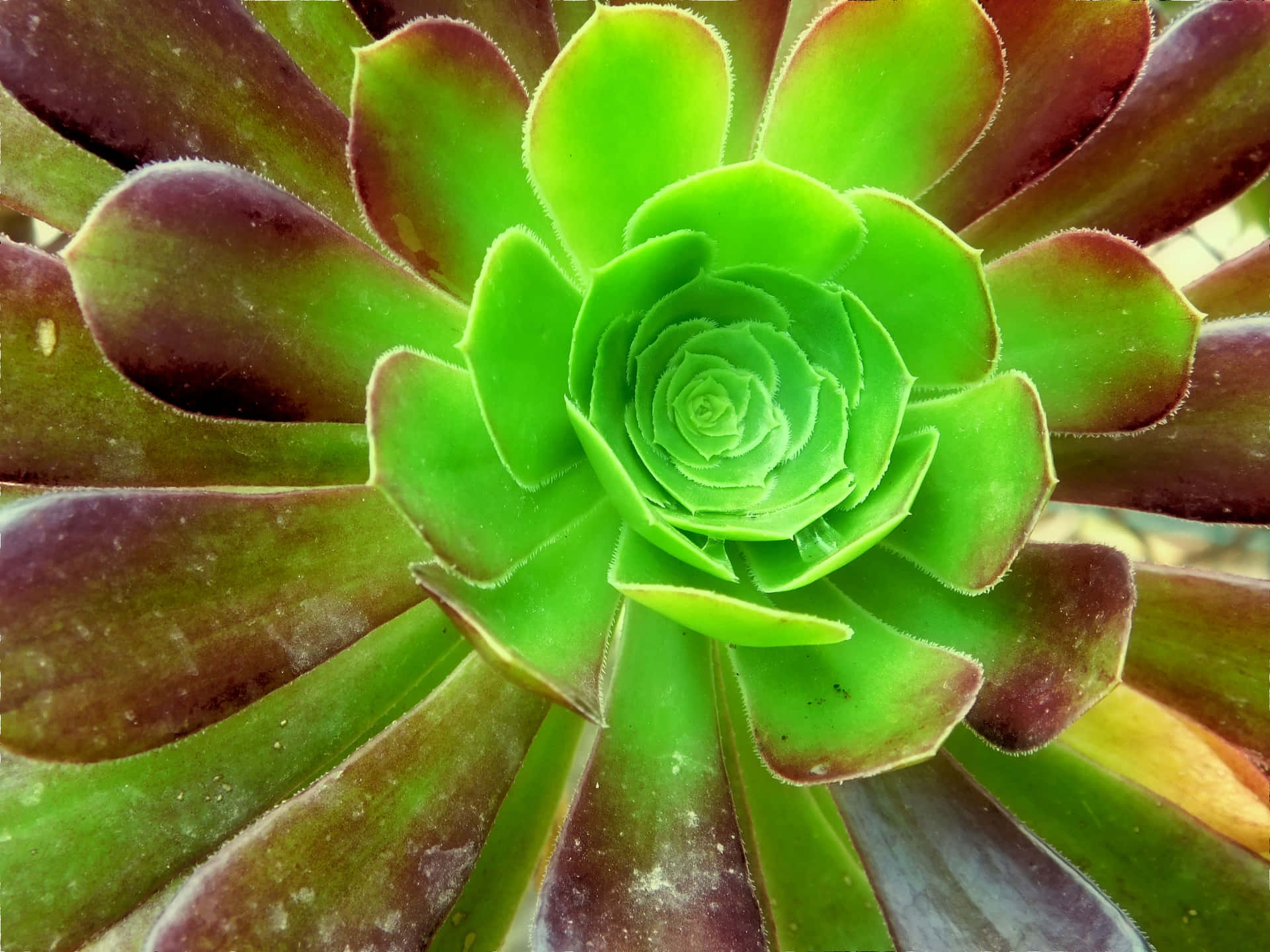 Download Plant Wallpaper Wallpapers