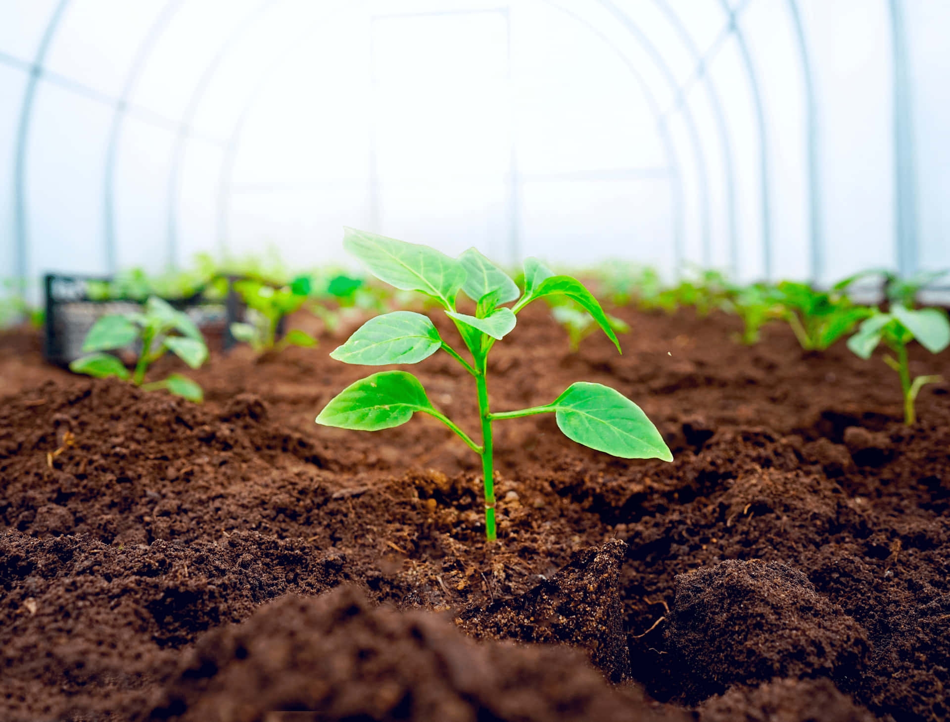 Download Tiny Plants Growing From Soil Wallpaper Wallpapers