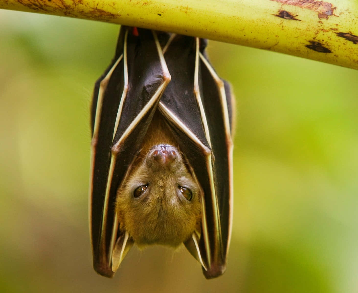 Download Wild Bat Hang On Branch Desktop Wallpaper Wallpapers