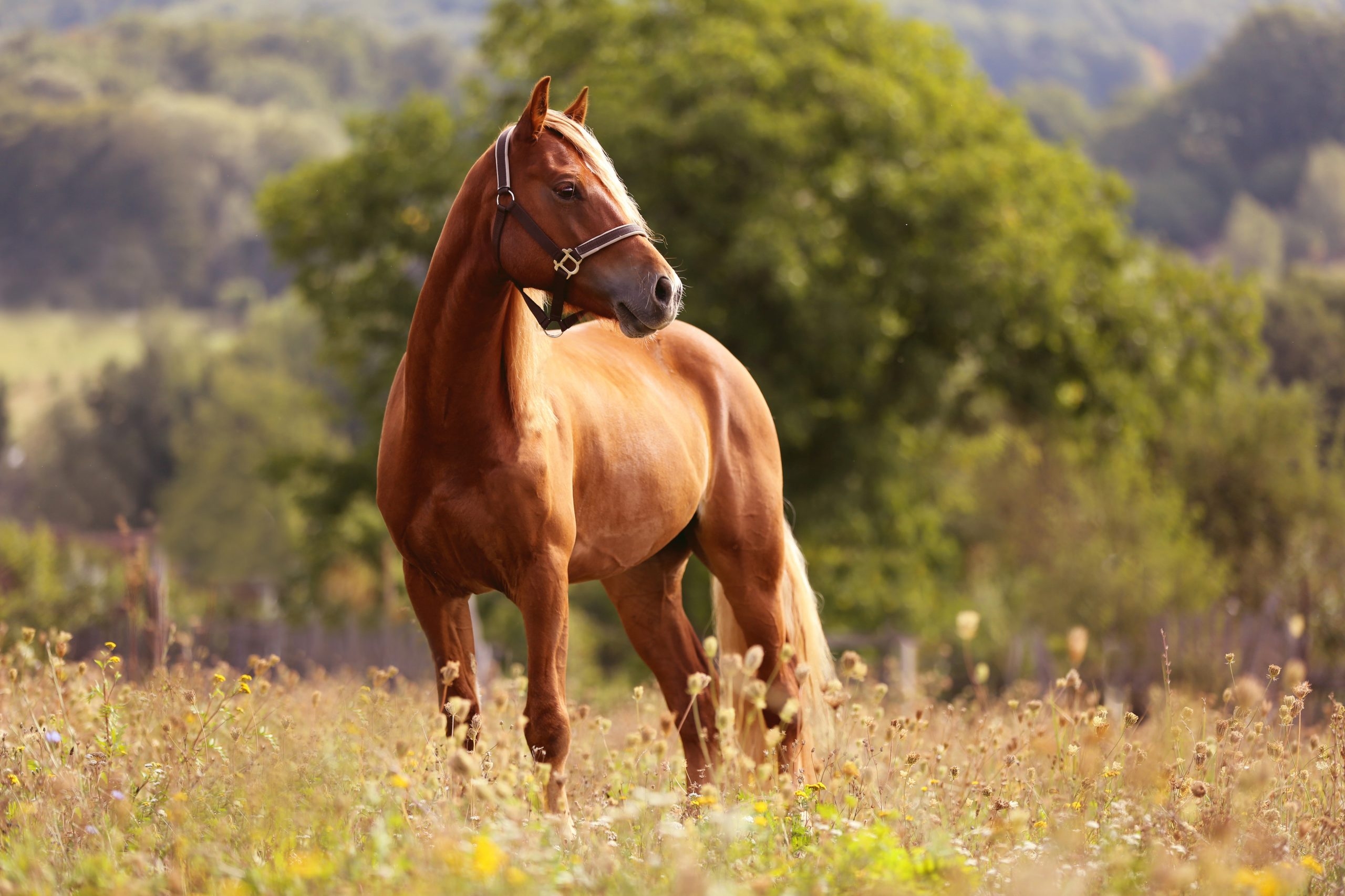 Equine Anatomy Rocky Mountain School Of Animal Acupressure And Massage