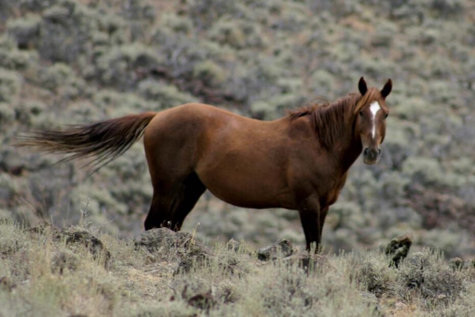 Equine Horse Domestication Breeds Britannica